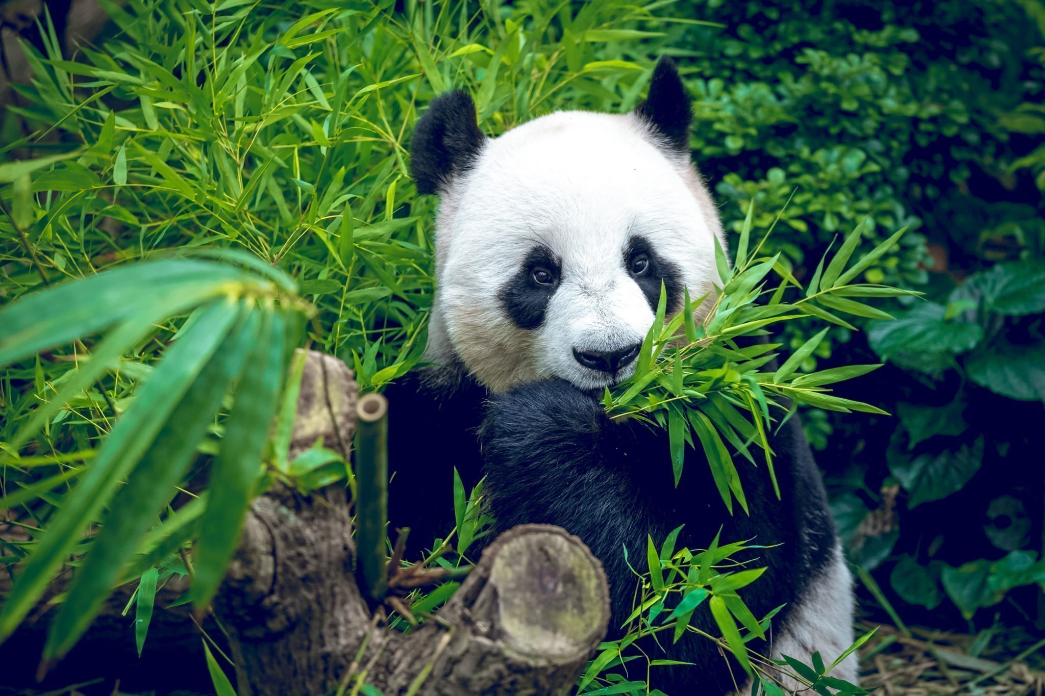 Panda et bambous